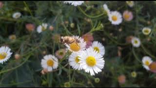 Download lagu Yoko konyak || Unlimited Country songs