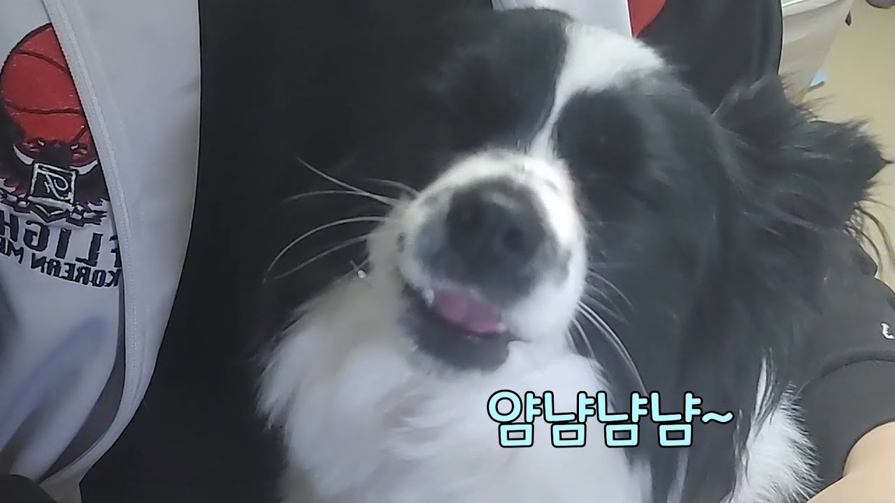 BJ Dog 코코의 먹방(파피용) BJ Dog KOKO's eating (PAPILLON) YouTube