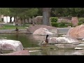 Las Vegas Lakes with baby Ducks :) MyHeaven