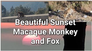 Beautiful Sunset, Macaque Monkeys, and Fox. Wild life encounter|| New Tehri, Uttrakhand News