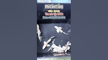 Phi tần trắng size mini, vây vi quá đẹp anh em ơi #chépphitần  #chepphitan #cathuysinh #thuysinh