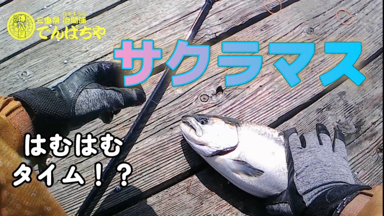 【海上釣堀】表層のサクラマスを釣り上げろ！【傳八屋】