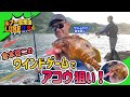 ワインドゲームでアコウ狙い！㏌福井県【倉本啓二】