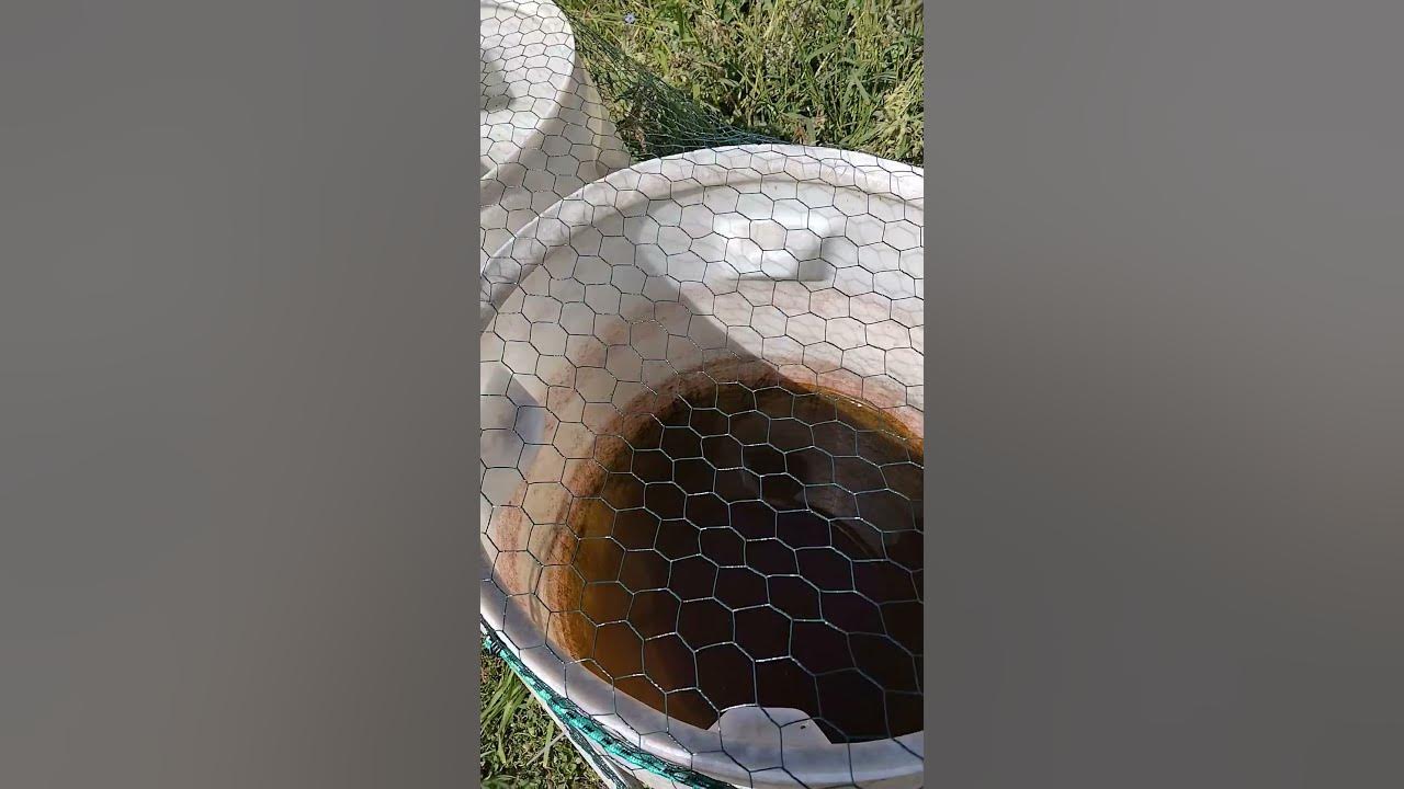 Fischfutter selber produzieren im Sommer! YouTube