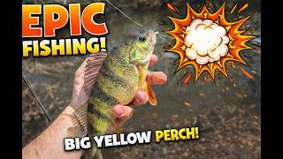 Perch Spawn 2026