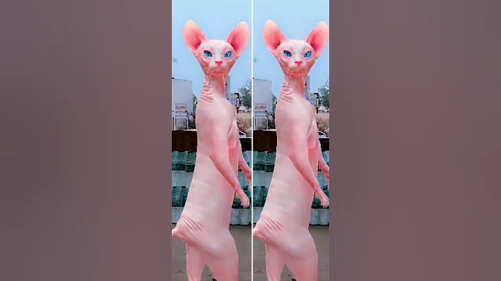 Watch the video about Hairless 2 cat's dancing 😂 #shorts #shortsfeed #catvideos #catdance #hairless #cat