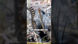 This bird can copy a camera shutter and a chainsaw #shorts