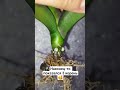 чем опраскиваю? смотри плейлист с удобрениями 🙂