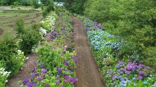 Hydrangea Ranch Wedding Planning Wedding Venue