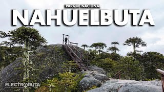 Las Últimas Araucarias | Piedra del Aguila - Nahuelbuta | Parques Nacionales de Chile 18/46