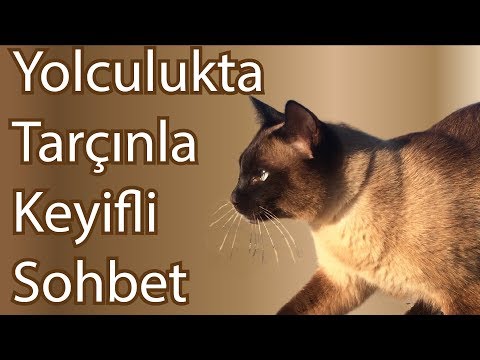 Siyam kedisi ile muhabbet |  konuşan kedi | yolculukta kedimizle keyifli sohbet