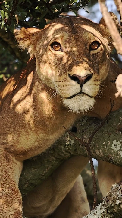 The tree-climbing lionesses of the Topi pride