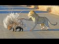 PORCUPINE SHOWS LEOPARD WHO'S BOSS