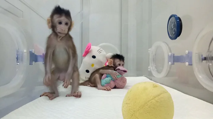Zhong Zhong & Hua Hua - the first cloned macaque m...