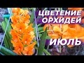 Короли и королевы июля 2021. Цветение орхидей. 16 орхидей за 16 минут -))