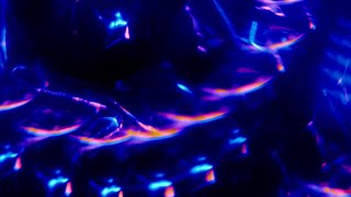 Stealing Moonlight - Mela Lee [Official Audio Visualizer]