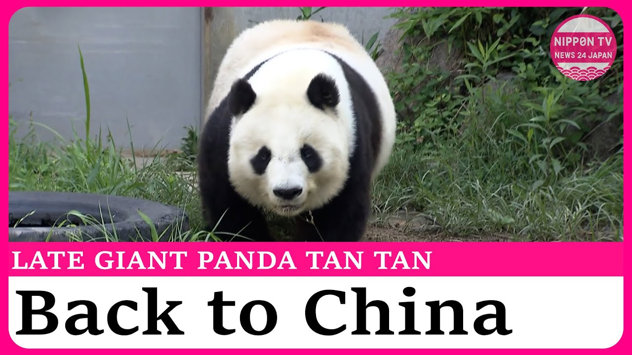 Late panda Tan Tan to be returned to China as taxidermy, skeletal