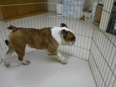 看板犬・ジャイ子！