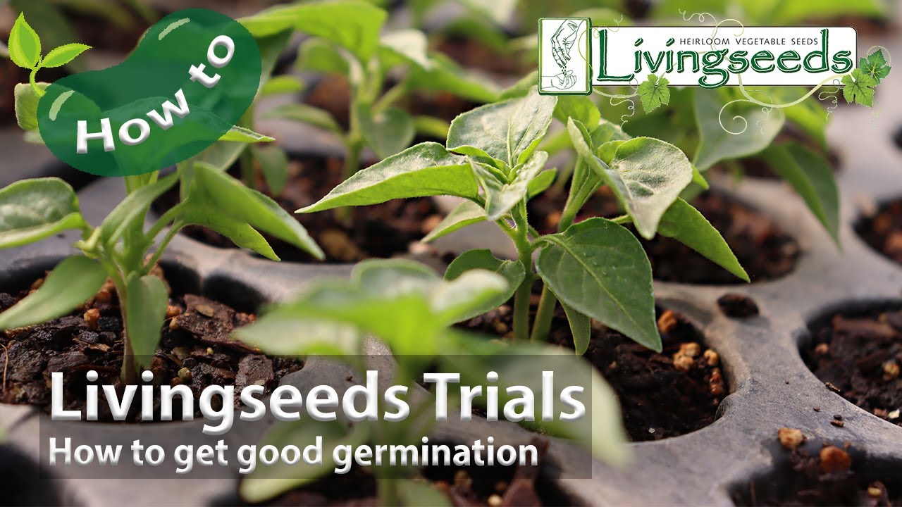 How to get good germination. ~ Livingseeds Trials - YouTube