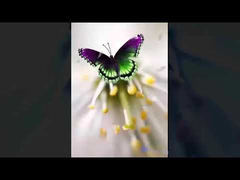 abraham-hicks-you-have-to-feel-it-in-your-solar-plexus-no-ads-during