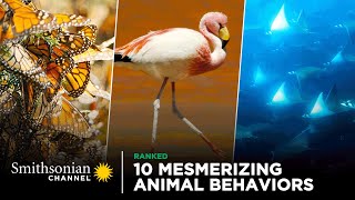 10 Mesmerizing Animal Behaviors | Smithsonian Channel