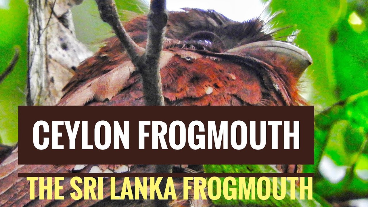 The Sri Lanka Frogmouth (or Ceylon Frogmouth) Batrachostomus moniliger