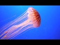 The Jellyfish Dance