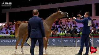 N.25 Poganinka - Paris 2017 - Junior Fillies Class Cm2A