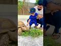 My Cute Boy Love This Sulcata Tortoise #shorts #ytshorts #viral #trending #tortoise #cute #pets