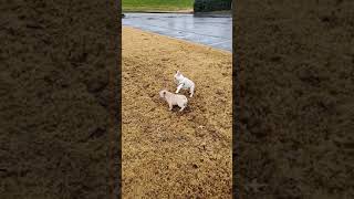 french bulldogs meeting