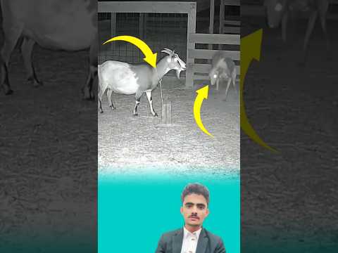 اقترب الوحش بخطوات بطيئةوالغنم ترتجف من الخوف