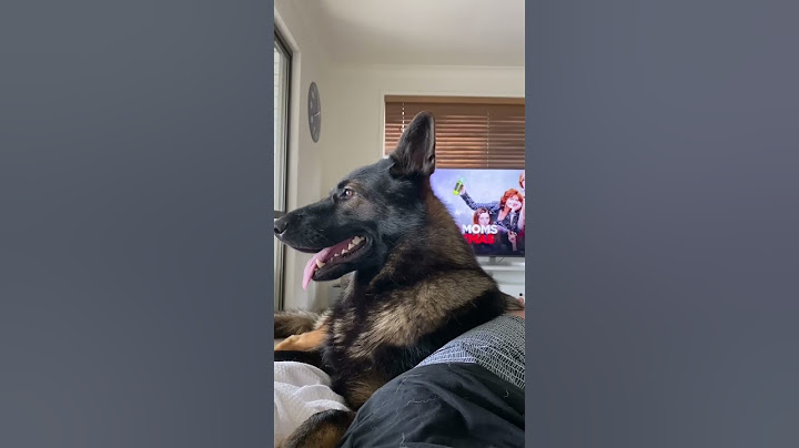 Police Dogs Never Forget