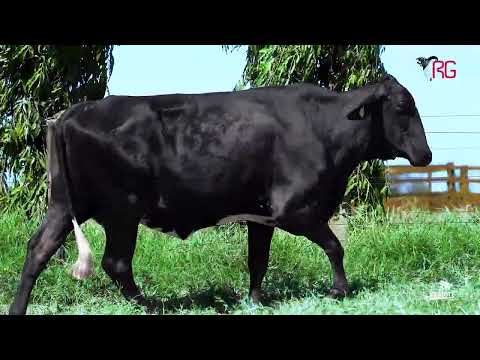 LOTE 86
