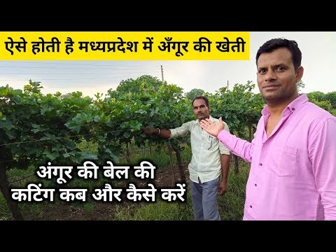 अँगूर की खेती कैसे करे, अंगूर की कटिंग कैसे लगाएं Grapes Farming in Madhya Pradesh