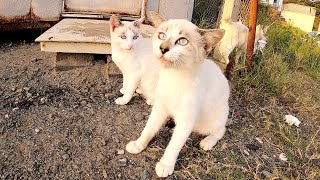 ブルーの瞳でジッと見つめてくるシャム猫兄弟が可愛すぎる