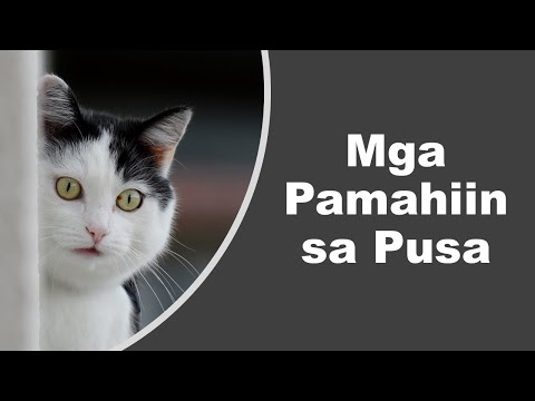 Video: Ano Ang Ibibigay Sa Mga Pusa Mula Sa Paglalakad