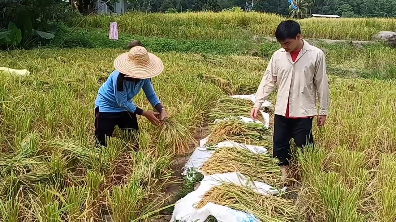Pertanian Sara Diri Youtube