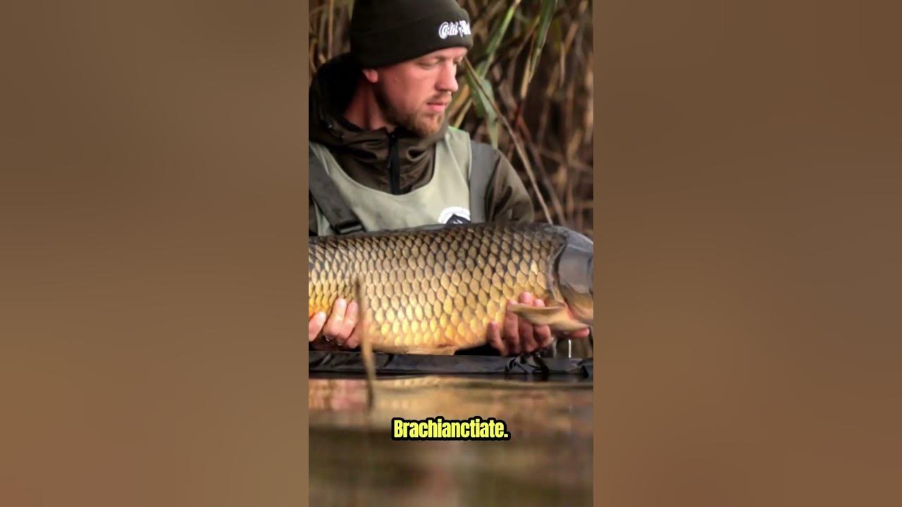 The RAREST ANIMALS in the WORLD Pink FISH with HANDS saport 