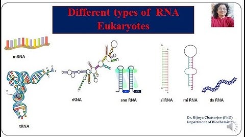 What are the two types of transcriptional regulators?