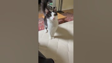 #kitten plays fetch like a #dog 🐈‍⬛ #cat #fetch #animals #fun #love #baby #pets