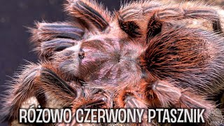 Gdzie pająków siedem... Tam jest co podziwiać  [4K]