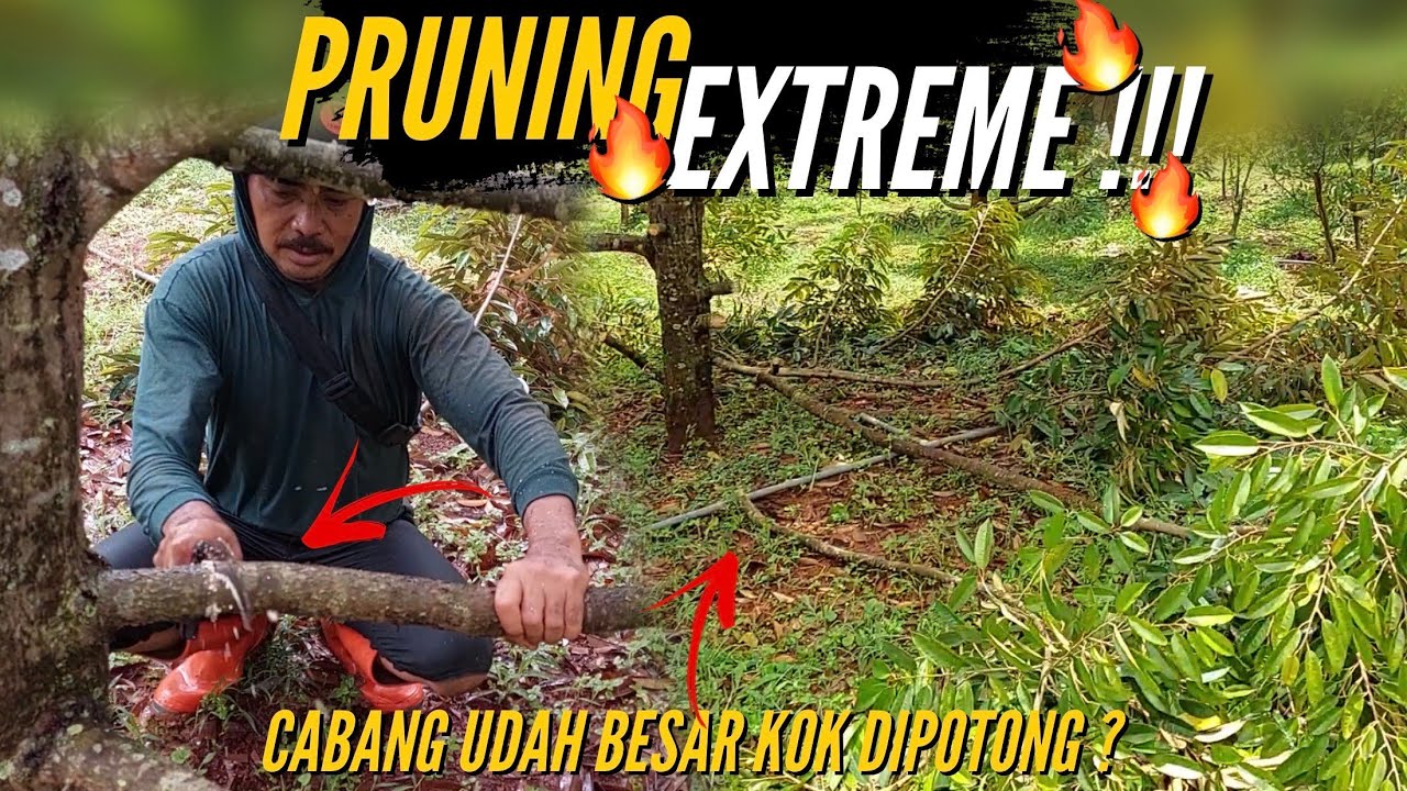 Pruning Cabang Durian Bikin Ngilu ..⁉️ Biar Cantik 💚 Cukup Sinar Matahari ‼️