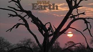 WildEarth - Sunset - 28 August 2020