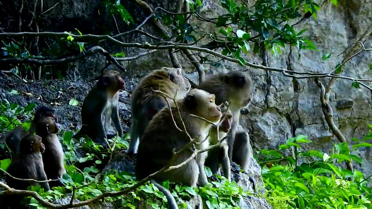 King Monkeys In Heidi Group Angry with Other king Invading Crying for Help Loudly