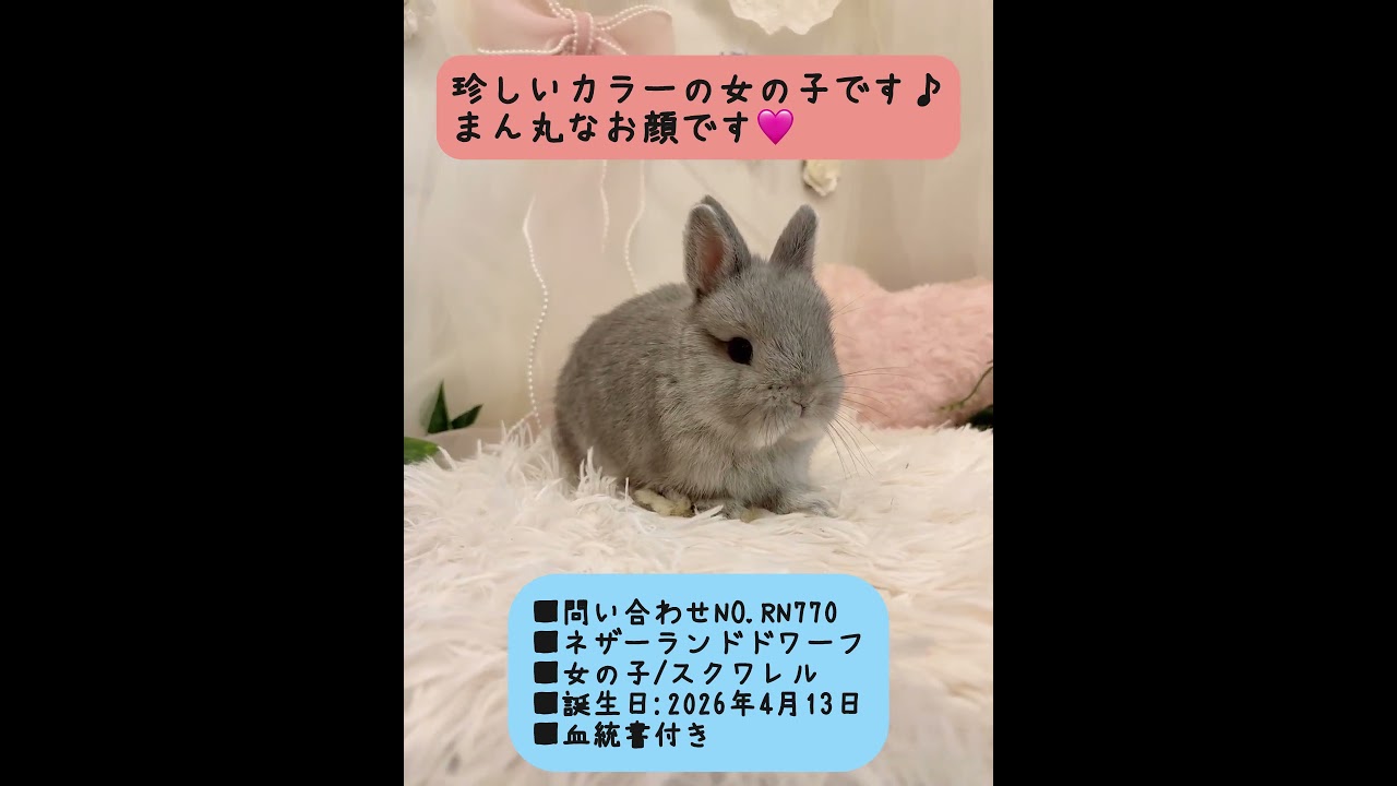 うさぎベビーちゃん♡【和泉本店】#shorts - YouTube