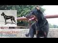 Giống Chó Cổ Xưa Của Nước Pháp/ Beauceron - Becgie Pháp /NhamTuatTV - Dog in Vietnam