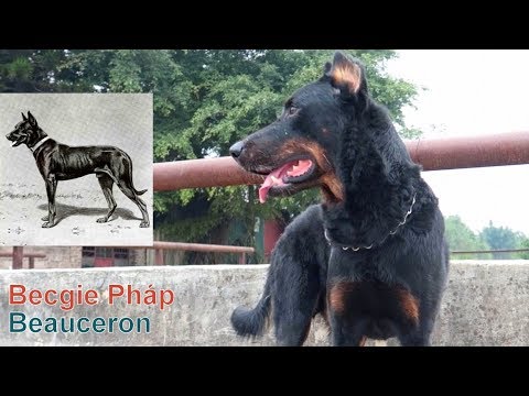 Giống Chó Cổ Xưa Của Nước Pháp/ Beauceron – Becgie Pháp /NhamTuatTV – Dog in Vietnam