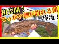 【#鯉釣り】#餌の配合大公開！