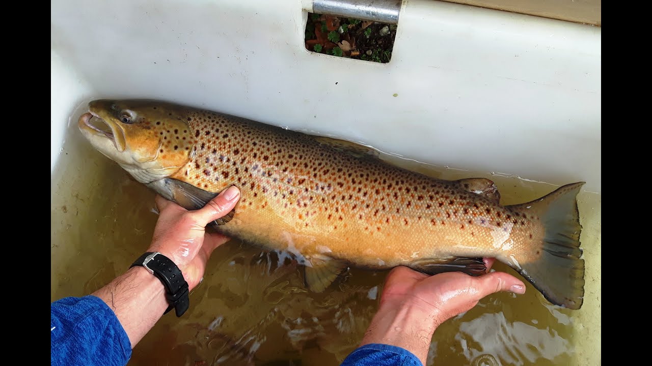 Swimway Vecht - Visonderzoek in de Overijsselse Vecht (VIS TV  XL)