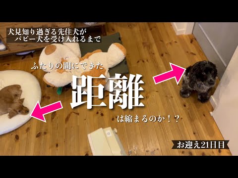 【犬見知り過ぎる先住犬がパピー犬を受け入れるまで#20】お迎え21日目！　イングリッシュコッカースパニエル「みみ」の気持ち